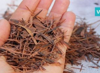 ფიჭვის ქერქი – ყველაზე ძლიერი ანტიოქსიდანტი. ის, რის შესახებაც უმრავლესობამ არ იცის