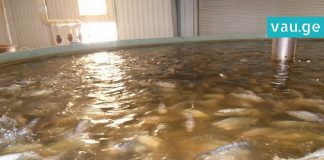 ტილაპია – თევზი, რომელიც აღარასდროს აღარ უნდა შეჭამოთ. ის, რაც ორგანიზმში 11 წელი რჩება