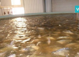 ტილაპია – თევზი, რომელიც აღარასდროს აღარ უნდა შეჭამოთ. ის, რაც ორგანიზმში 11 წელი რჩება