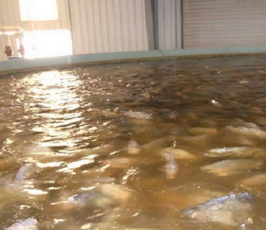 ტილაპია – თევზი, რომელიც აღარასდროს აღარ უნდა შეჭამოთ. ის, რაც ორგანიზმში 11 წელი რჩება