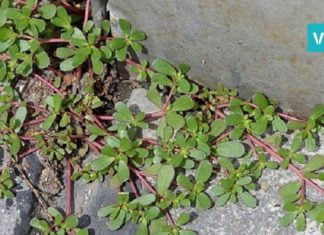 თუ ამ მცენარის ზრდას თქვენს ბაღში შეამჩნევთ, არასოდეს არ გადააგდოთ!