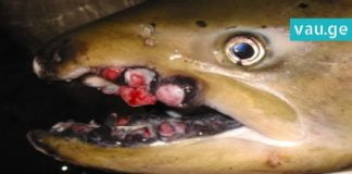 თევზი, რომელითაც ყოველდღიურად უამრავი ადამიანი ავადდება. ის, რაც კიბოს იწვევს