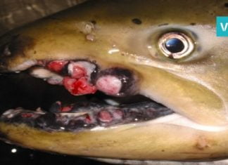 თევზი, რომელითაც ყოველდღიურად უამრავი ადამიანი ავადდება. ის, რაც კიბოს იწვევს