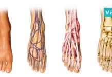 ხელები და ფეხები ხშირად გიცივდებათ? ის, რაც სისხლის მიმოქცევას დაგირეგულირებთ