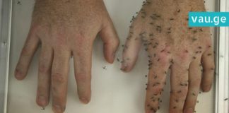 ეფექტური საშუალება, რომელიც მწერის ნაკბენს სამუდამოდ დაგავიწყებთ