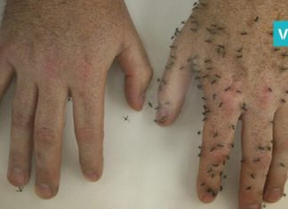 ეფექტური საშუალება, რომელიც მწერის ნაკბენს სამუდამოდ დაგავიწყებთ