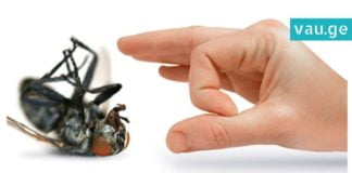 ამის შემდეგ სახლში ვერცერთი მწერი შემოვა, 1 მარტივი ხრიკი და პრობლემა მოგვარებულია