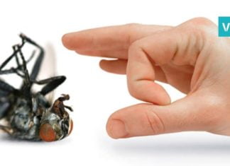 ამის შემდეგ სახლში ვერცერთი მწერი შემოვა, 1 მარტივი ხრიკი და პრობლემა მოგვარებულია