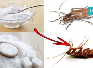 მოაშორეთ მწერები და ობობები თქვენს სახლს ქიმიკატების გარეშე!