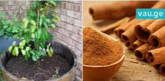 მან მცენარის ქოთანში ერთი კოვზი დარიჩინი ჩაყარა – რეზულტატი ძალიან მაგარია!