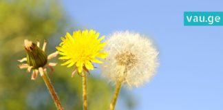 ბაბუაწვერას გამოყენების გზები, გაიგეთ რატომ არის ის სასარგებლო…