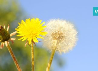 ბაბუაწვერას გამოყენების გზები, გაიგეთ რატომ არის ის სასარგებლო…
