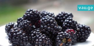 შავი კენკრა, რომელიც კიბოს ებრძვის – აი, რატომ არის მაყვალი სასარგებლო!