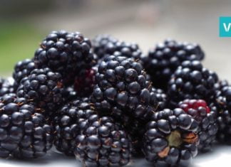 შავი კენკრა, რომელიც კიბოს ებრძვის – აი, რატომ არის მაყვალი სასარგებლო!