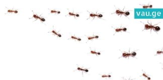 გათავისუფლდით ჭიანჭველებისგან ერთ ღამეში! ეფექტურია…