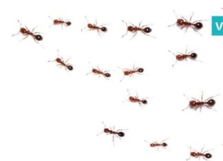 გათავისუფლდით ჭიანჭველებისგან ერთ ღამეში! ეფექტურია…