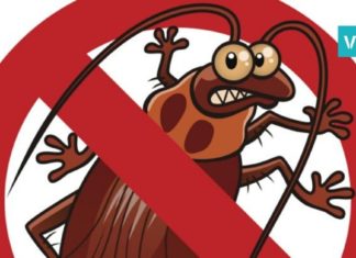 თუ ამ ფოთოლს ბაღში ან სამზარეულოში დააწყობთ, ტარაკნებს სამუდამოდ დაივიწყებთ!