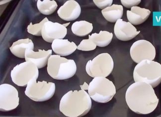 ის კვერცხის ნაჭუჭებს ღუმელში აწყობს! მიზეზი გენიალურია!