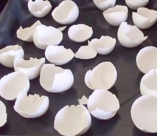 ის კვერცხის ნაჭუჭებს ღუმელში აწყობს! მიზეზი გენიალურია!