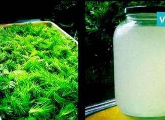 ოქროს რეცეპტი-ამ სასმელს “ახალგაზრდობის ელექსირს უწოდებენ”. ის დაავადებებს კურნავს