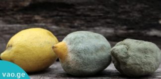 ეს 10 ტოქსიკური პროდუქტი სოკოთი მდიდარია, ამის შემდეგ მათ აღარ გაეკარებით!