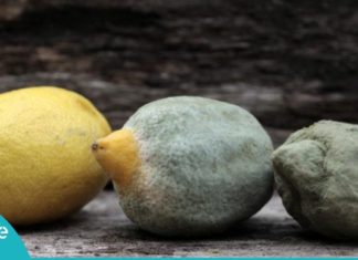 ეს 10 ტოქსიკური პროდუქტი სოკოთი მდიდარია, ამის შემდეგ მათ აღარ გაეკარებით!