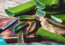 ალოე ვერა-მკურნალი თქვენს სახლში: 18 მიზეზი დაგარწმუნებთ, რომ ის შეუცვლელია!