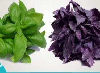 რეჰანის საოცარი თვისებები. თურმე რამდენი დაავადების განკურნება შესძლებია