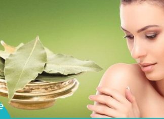 დაფნის ფოთოლის უნიკალური თვისებები. გაიგეთ მეტი ამ საოცარი მცენარის შესახებ