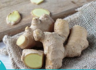 რა უნდა იცოდეთ კოჭას შესახებ? ინფორმაცია, რომელიც ბევრისთვის უცნობია