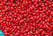 შინდის სასარგებლო თვისებები. ის, რაც ყველას ორგანიზმს სჭირდება