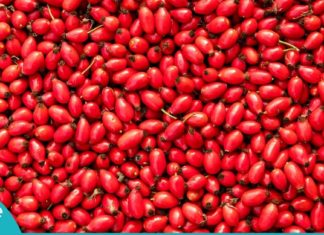 შინდის სასარგებლო თვისებები. ის, რაც ყველას ორგანიზმს სჭირდება