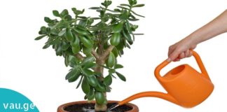 როგორ მოვუაროთ ფულის ხეს. საინტერესო რჩევები თქვენთვის