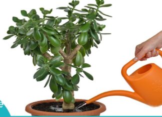 როგორ მოვუაროთ ფულის ხეს. საინტერესო რჩევები თქვენთვის