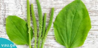 აი, რამდენ რამეში შეგიძლიათ გამოიყენოთ მრავალძარღვა. ჯადოსნური მცენარეა