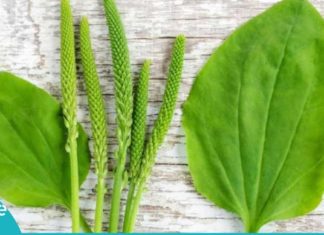 აი, რამდენ რამეში შეგიძლიათ გამოიყენოთ მრავალძარღვა. ჯადოსნური მცენარეა