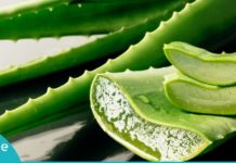 აი, რატომ არის ალოე ვერა უნიკალური მცენარე-გაიგეთ მეტი სასარგებლო თვისებებზე…