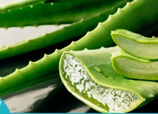 აი, რატომ არის ალოე ვერა უნიკალური მცენარე-გაიგეთ მეტი სასარგებლო თვისებებზე…