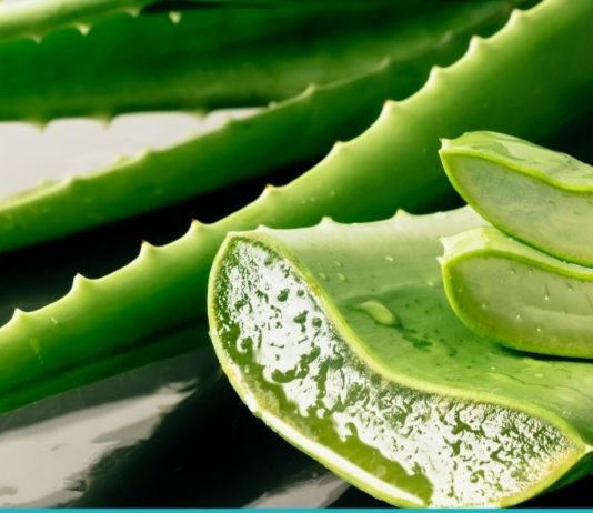 აი, რატომ არის ალოე ვერა უნიკალური მცენარე-გაიგეთ მეტი სასარგებლო თვისებებზე…