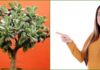 ბარაქის ხე- მკურნალი თქვენს სახლში. გაიგეთ მისი სამკურნალო თვისებების შესახებ