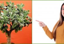 ბარაქის ხე- მკურნალი თქვენს სახლში. გაიგეთ მისი სამკურნალო თვისებების შესახებ