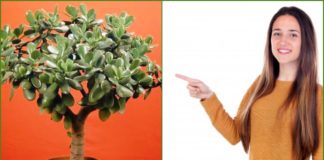 ბარაქის ხე- მკურნალი თქვენს სახლში. გაიგეთ მისი სამკურნალო თვისებების შესახებ