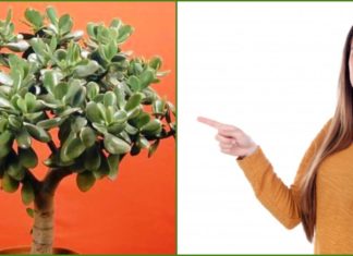 ბარაქის ხე- მკურნალი თქვენს სახლში. გაიგეთ მისი სამკურნალო თვისებების შესახებ