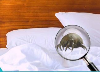 საწოლში არსებული მტვრის ტკიპა სხვადასხვა დაავადებების მიზეზია. დაიხმარეთ ეს ხსნარი მათ გასანადგურებლად!