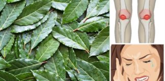 იცოდით რისი მიღება შეგიძლიათ თუ ზეითუნის ზეთსა და დაფნის ფოთოლს შეურევთ? გაოცდებით!