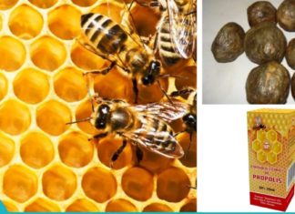 დაავადებების საუკეთესო სამკურნალო საშუალებაა დინდგელი (პროპოლისი)!