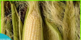 სიმინდის ულვაშის შოკისმომგვრელი უპირატესობები ჯანმრთელობისთვის. ეს აქამდე არ იცოდით