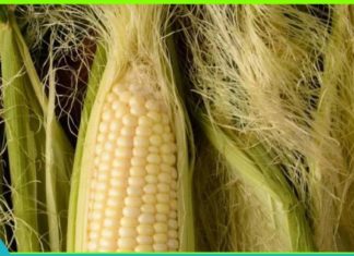 სიმინდის ულვაშის შოკისმომგვრელი უპირატესობები ჯანმრთელობისთვის. ეს აქამდე არ იცოდით