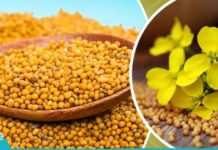 მდოგვი კურნავს: სასარგებლო რეცეპტები და რეკომენდაციები!