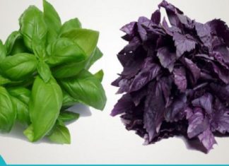 საოცრად ეფექტური ბუნებრივი ანტიოქსიდანტი და ჯანსაღი ორგანული ანტიბიოტიკი!